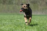 BORDER TERRIER 066